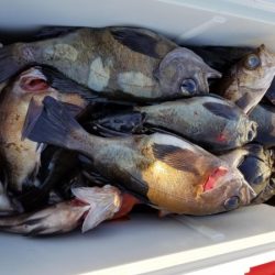 オーフリー 釣果