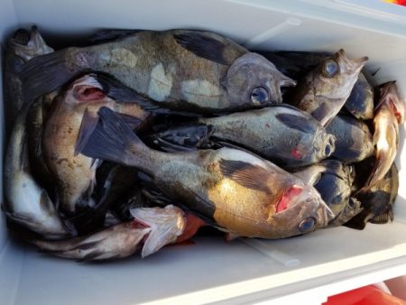 オーフリー 釣果