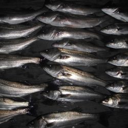 ルアー船マヒマヒ 釣果