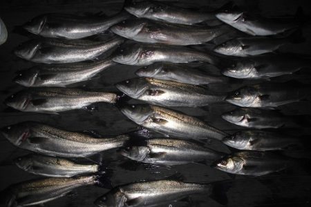 ルアー船マヒマヒ 釣果