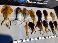 オーシャンマスター 釣果