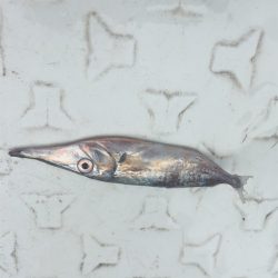 マタウマリンサービス 釣果