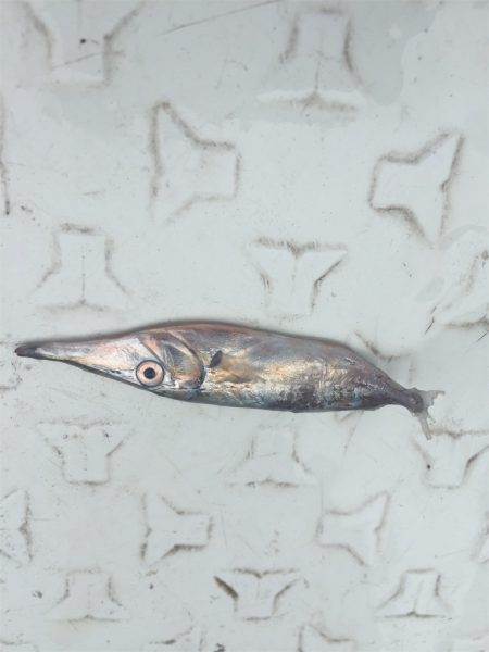 マタウマリンサービス 釣果