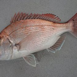 松本釣船２ 釣果