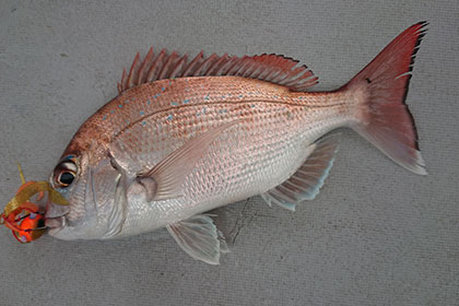 松本釣船２ 釣果