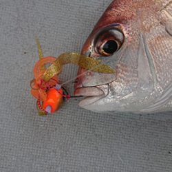 松本釣船２ 釣果