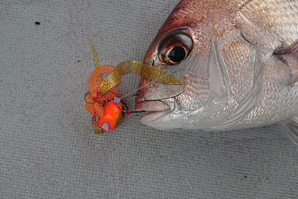 松本釣船２ 釣果