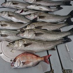 松本釣船２ 釣果