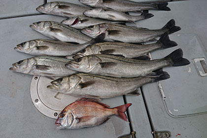 松本釣船２ 釣果