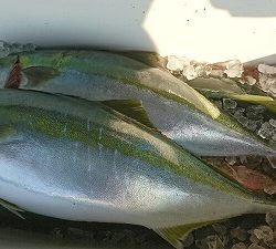 海龍丸(福岡) 釣果