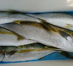 海龍丸(福岡) 釣果