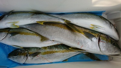 海龍丸(福岡) 釣果