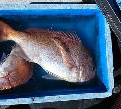 海龍丸(福岡) 釣果