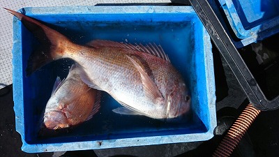 海龍丸(福岡) 釣果