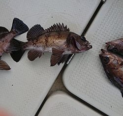 松本釣船２ 釣果