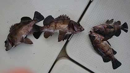 松本釣船２ 釣果