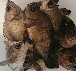 松本釣船２ 釣果