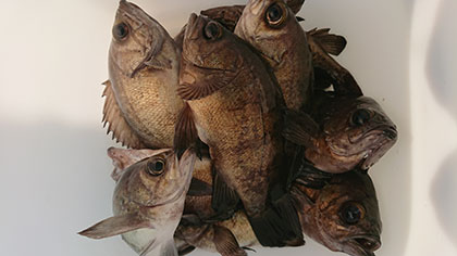 松本釣船２ 釣果