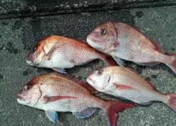 長栄丸(静岡) 釣果