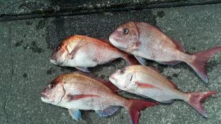 長栄丸(静岡) 釣果