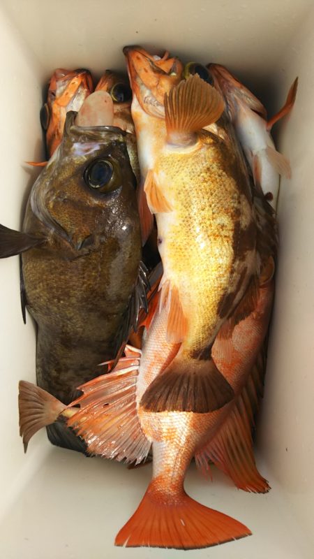 モンロー号 釣果