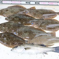 松本釣船２ 釣果