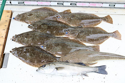 松本釣船２ 釣果