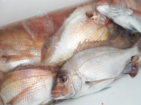 こうゆう丸 釣果