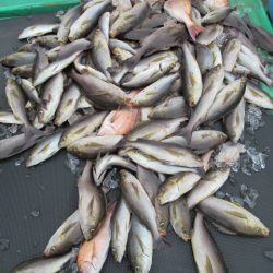 真祐丸 (しんゆうまる) 釣果