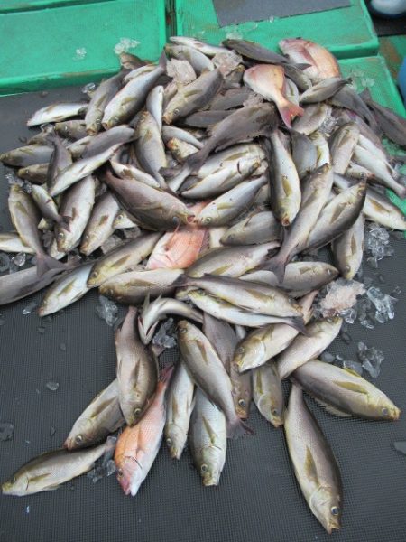 真祐丸 (しんゆうまる) 釣果