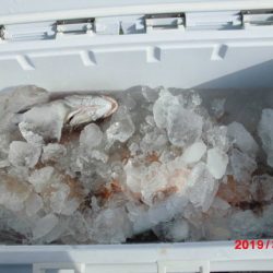 大進丸（新潟） 釣果