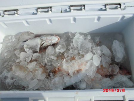 大進丸（新潟） 釣果