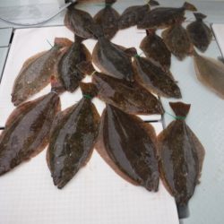 遊漁船 幸友丸 釣果