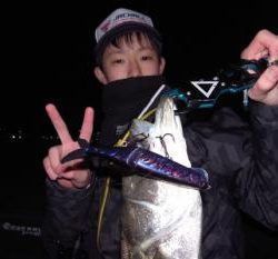 シーマジカル 釣果