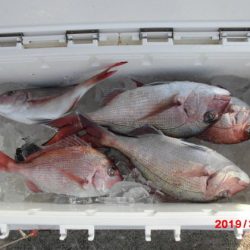 大進丸（新潟） 釣果