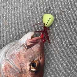 へいみつ丸 釣果