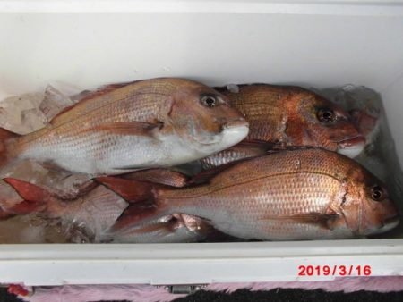 大進丸(新潟) 釣果