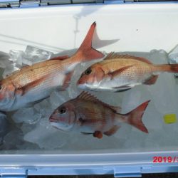 大進丸（新潟） 釣果