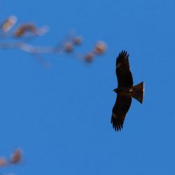 小菅トラウトガーデン 釣果