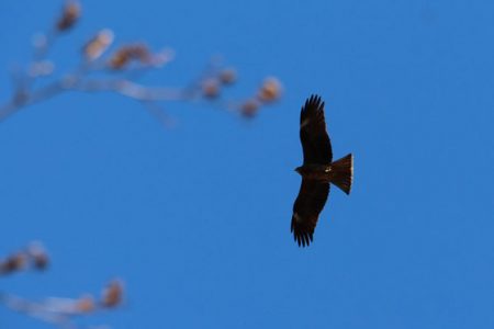 小菅トラウトガーデン 釣果