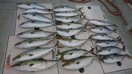 スカイマリン 釣果