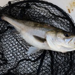 Marine T Design　マリンティーデザイン 釣果