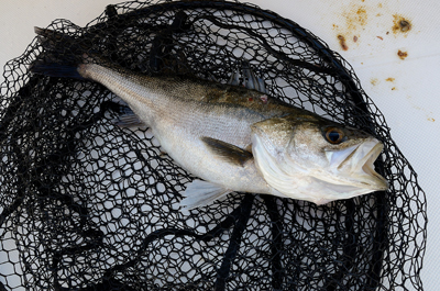 Marine T Design　マリンティ…