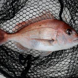 Marine T Design マリンティーデザイン 釣果