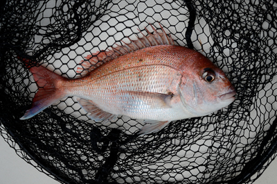 Marine T Design　マリンティ…