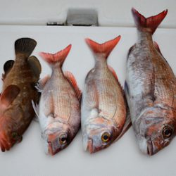 Marine T Design マリンティーデザイン 釣果