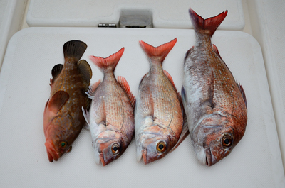 Marine T Design マリンティーデザイン 釣果