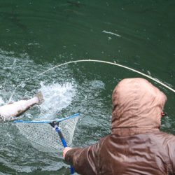 小菅トラウトガーデン 釣果