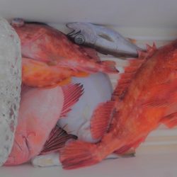 遊漁船 新鋭丸 釣果