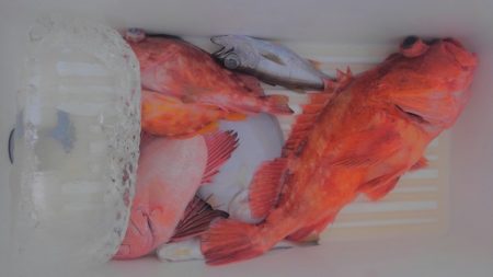 遊漁船 新鋭丸 釣果